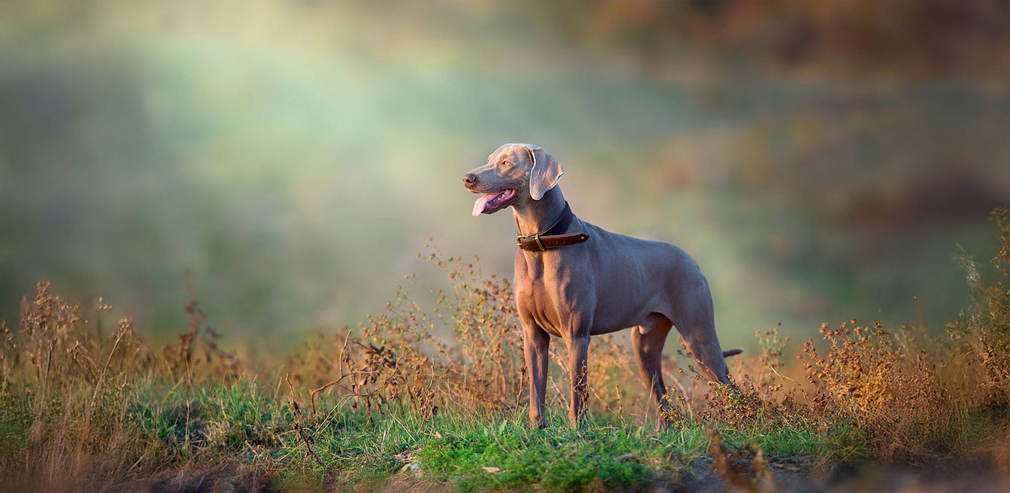 A brown labrador retriever in a field.  