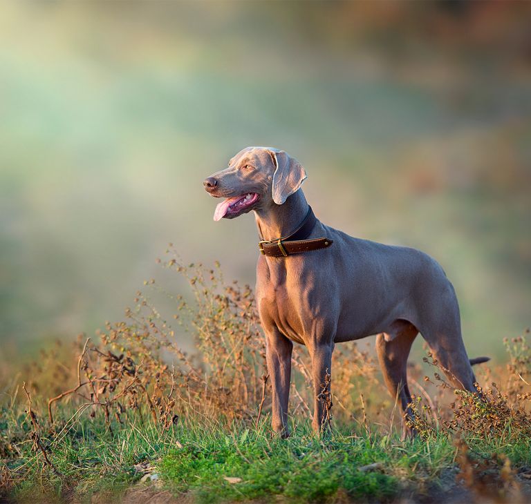 A brown Weimaraner in a field.  