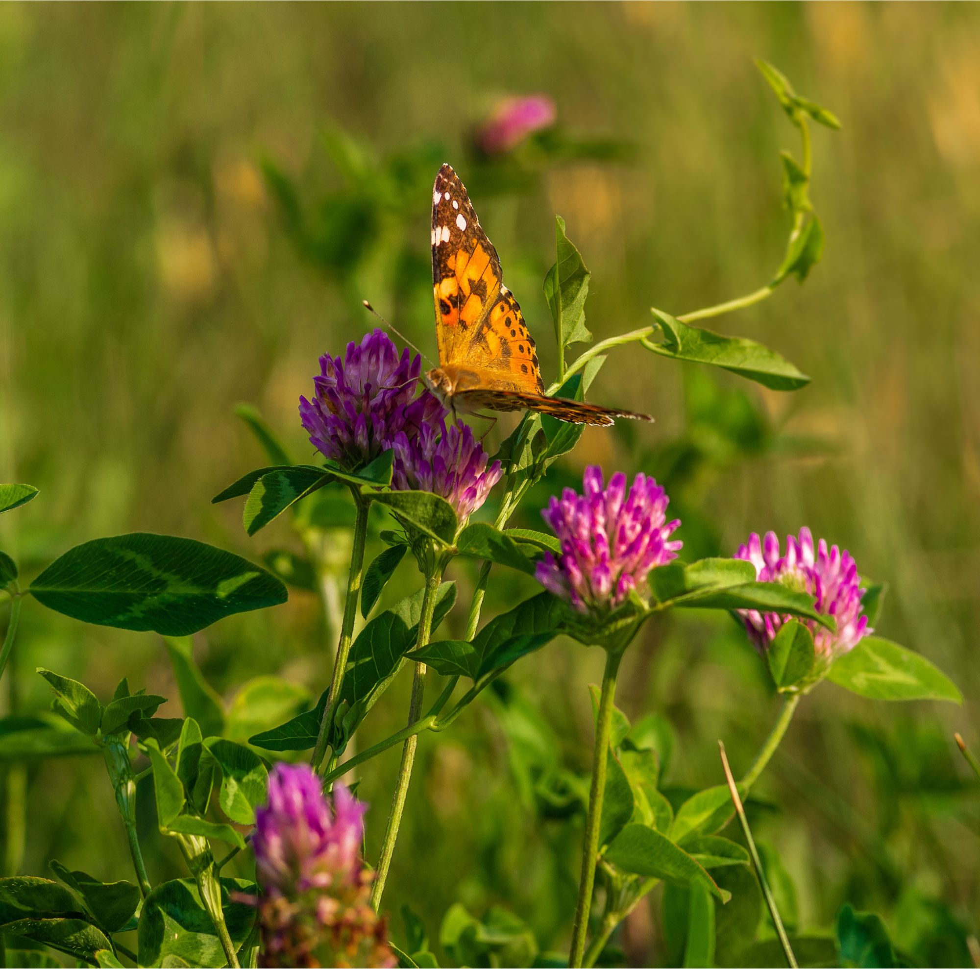 A butterfly lands on a sprig of clover in a field.  