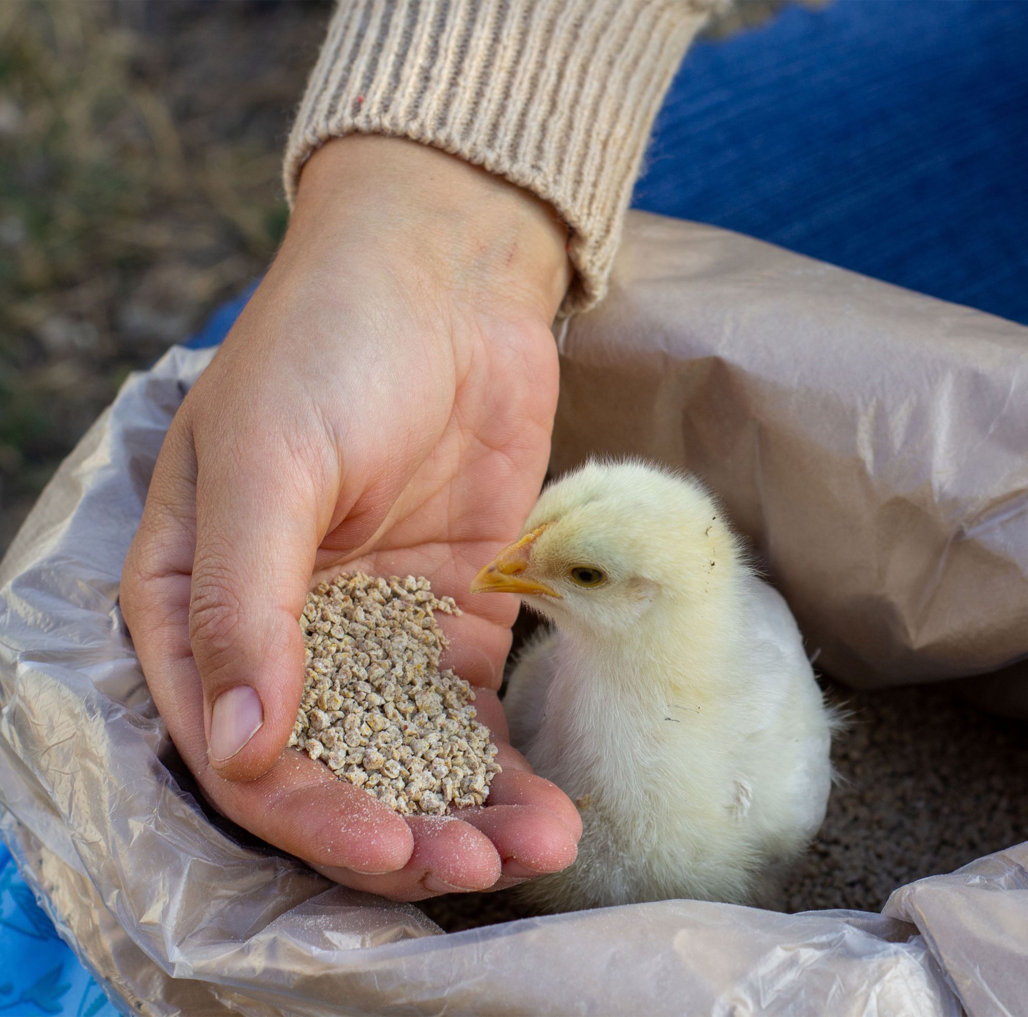 A chick eats food from a person’s hand.  