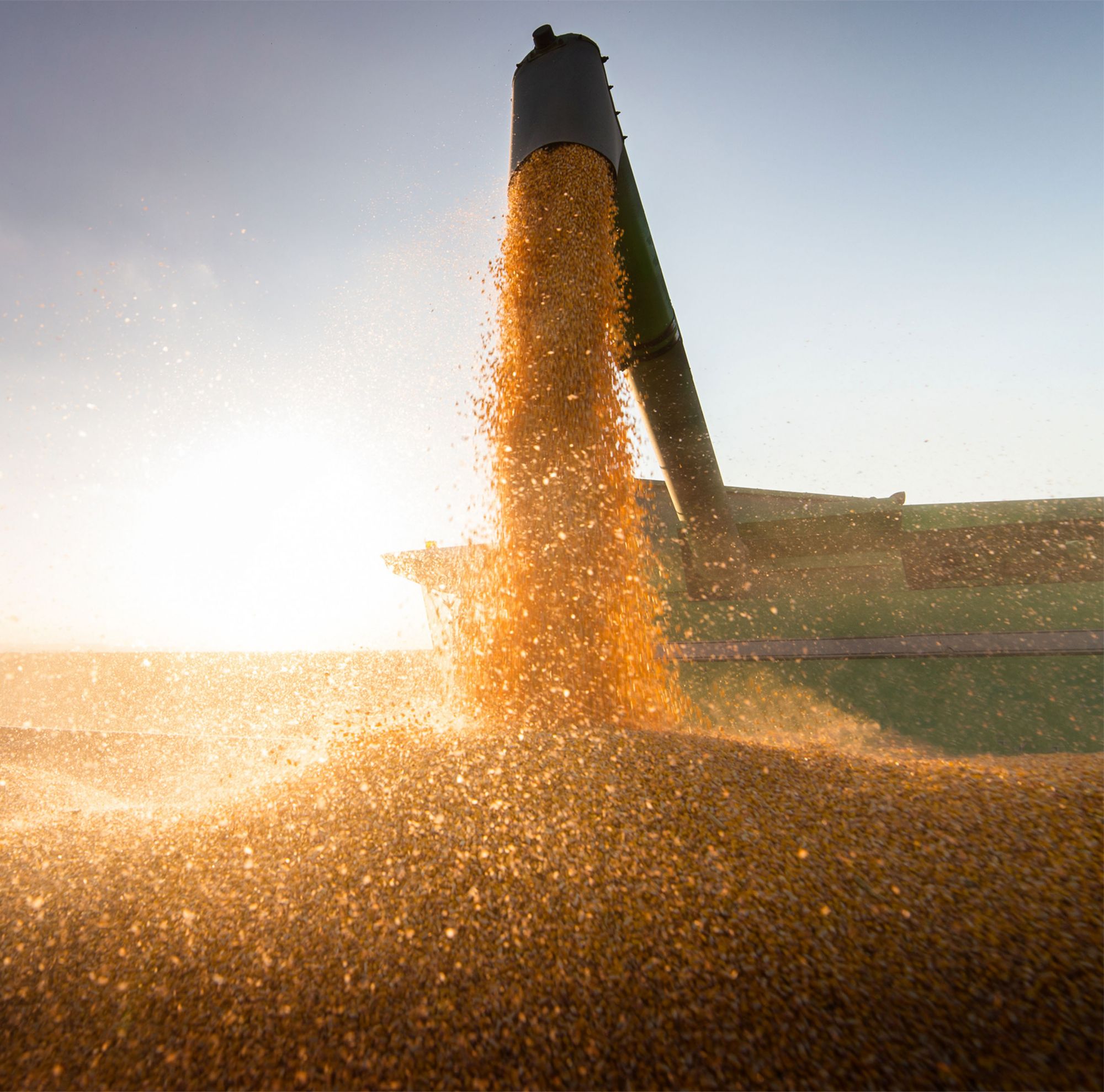 A combine harvests grain on a farm for storage. 