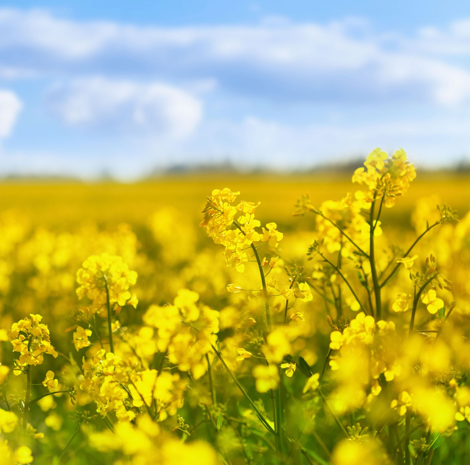 A field of yellow rapeseed blooming.   