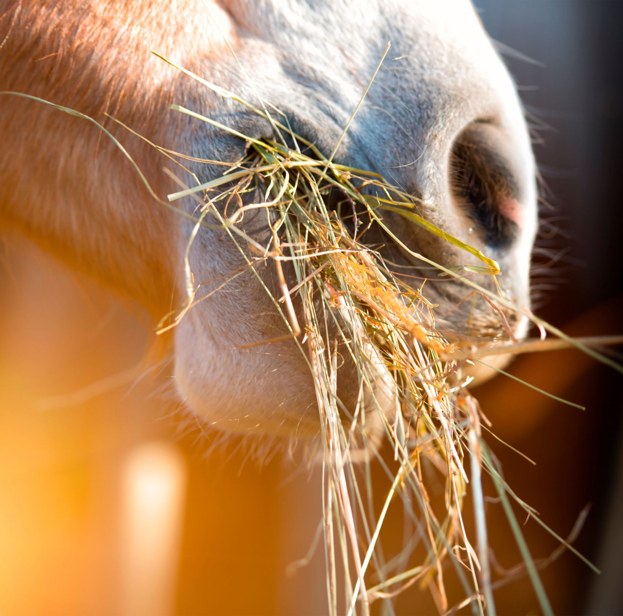 A horse eating hay. 