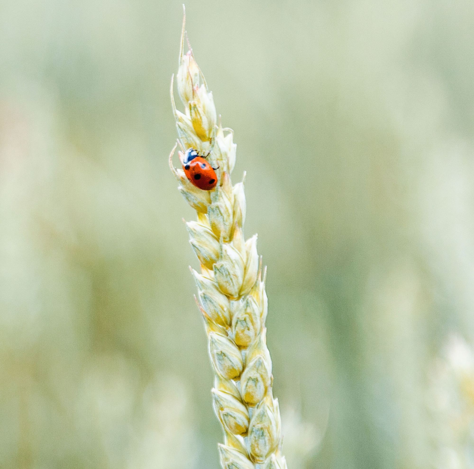 A ladybug sits on yellow-green wheat in a field. 