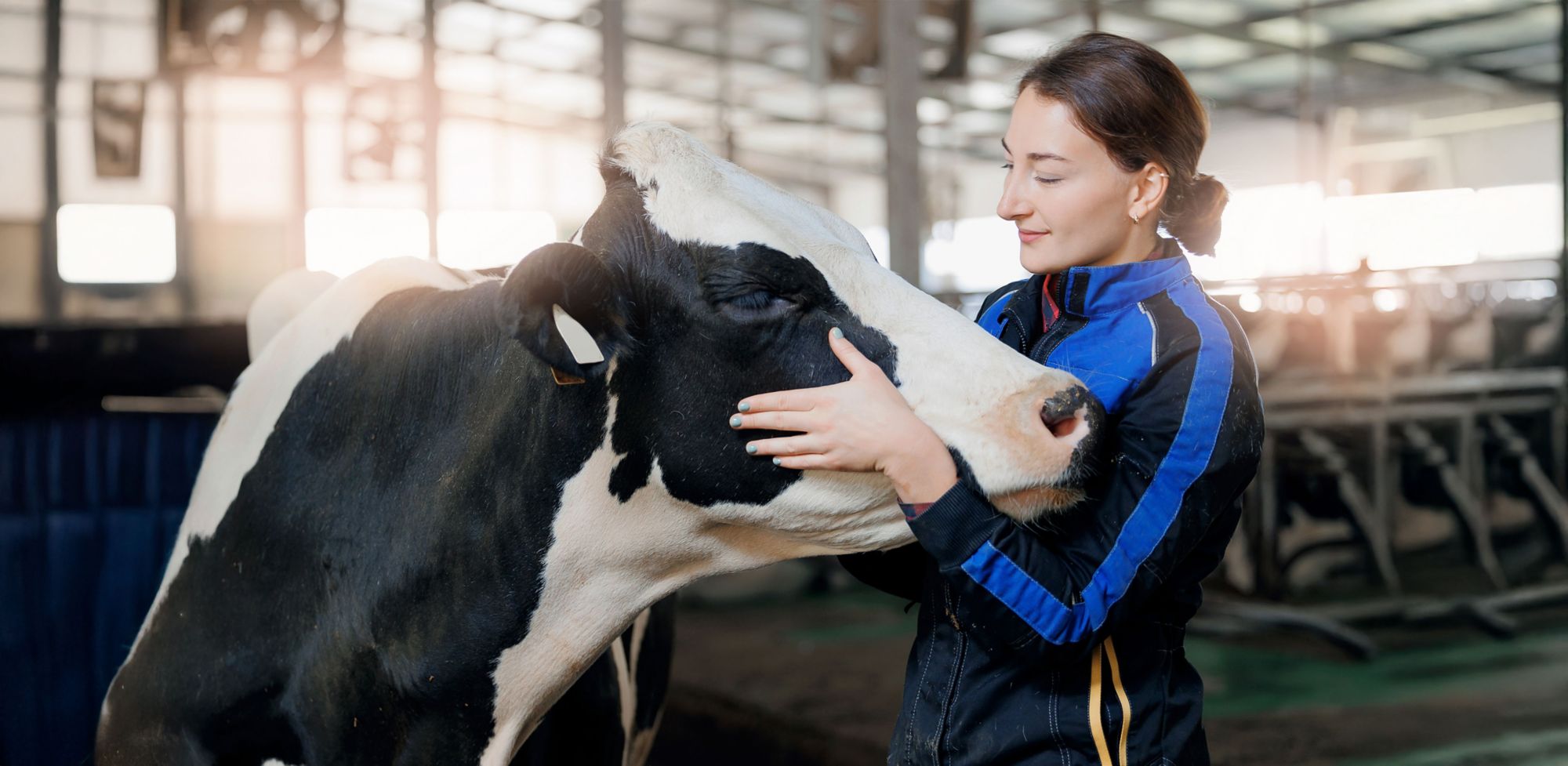 A person gently holds a cow’s head while checking its health.   