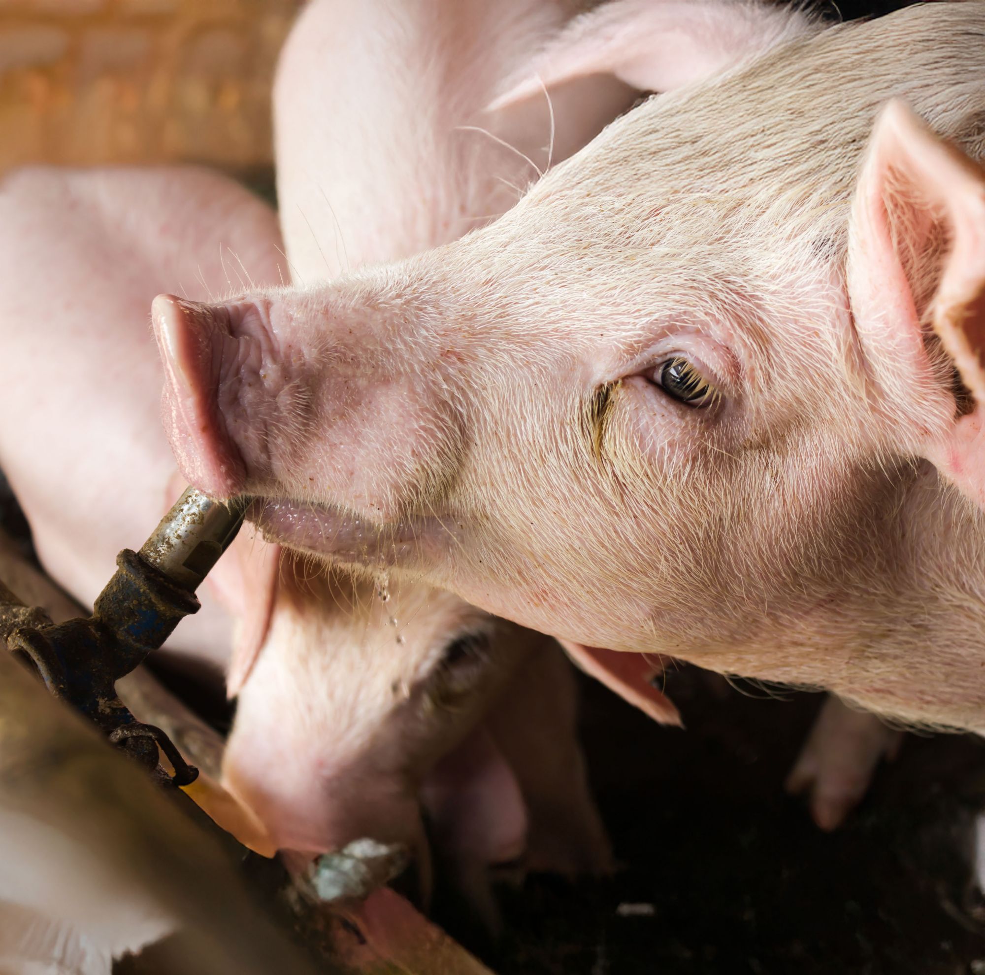 A pig drinks from a farm’s watering system. 
