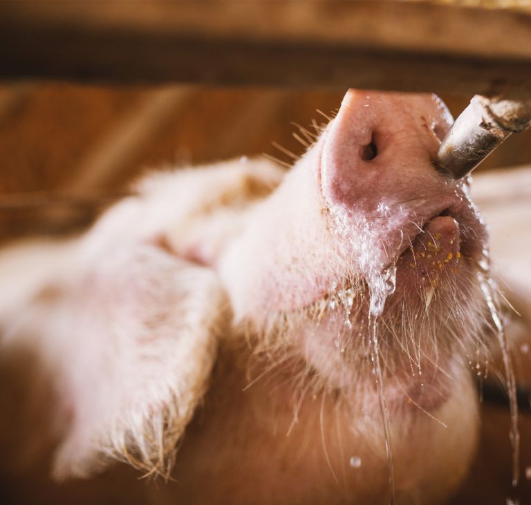 A pig drinks from a swine farm watering system.   