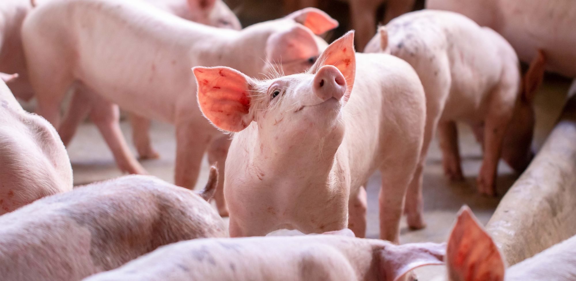 A piglet looks up and is surrounded by other piglets.   