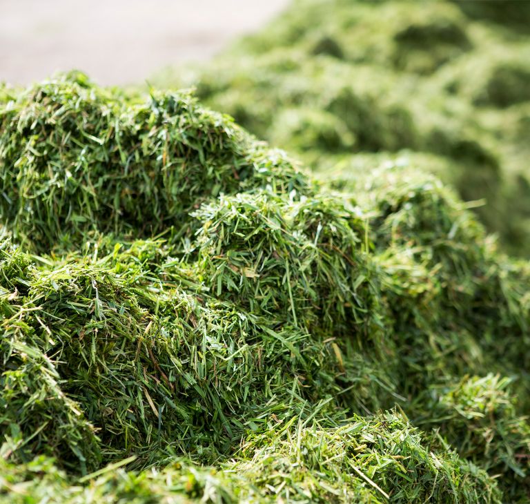 A pile of freshly cut hay for animal feed.   