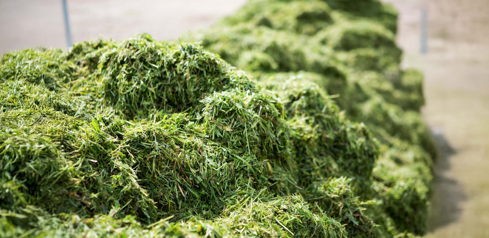 A pile of freshly cut hay. 