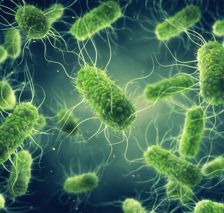A rendering of multiple Salmonella bacteria.   