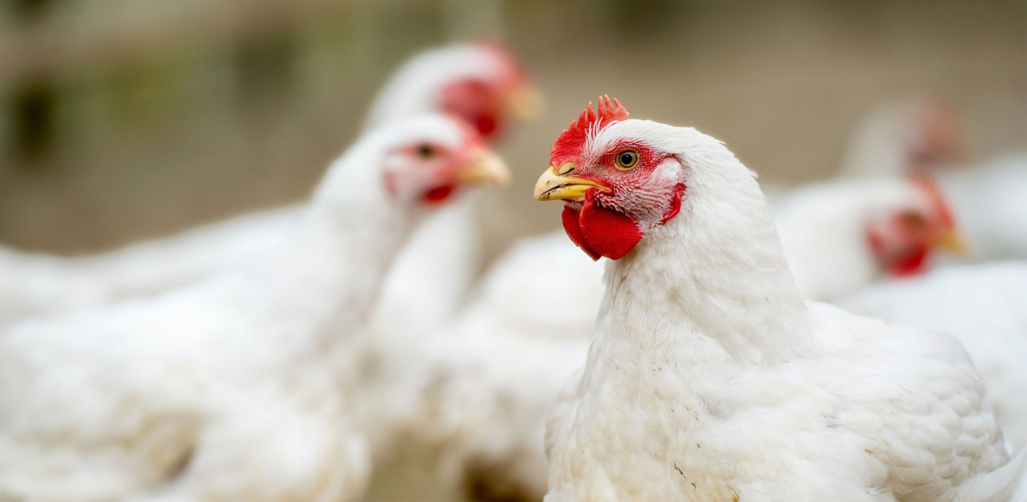 Close-up of a white chicken.   