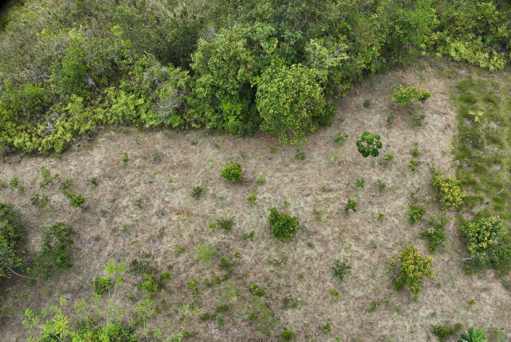 Aerial view from green forest content. 