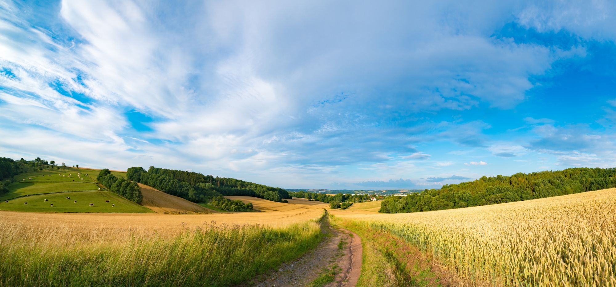 Rolling fields of golden wheat and a blue sky, with distant cows grazing in a pasture. 