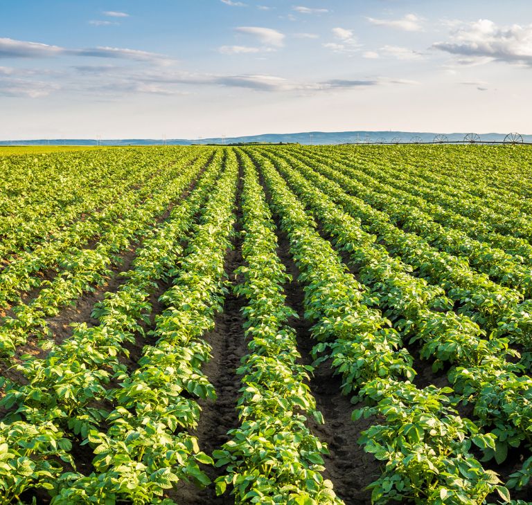 Rows of crops in a field. 