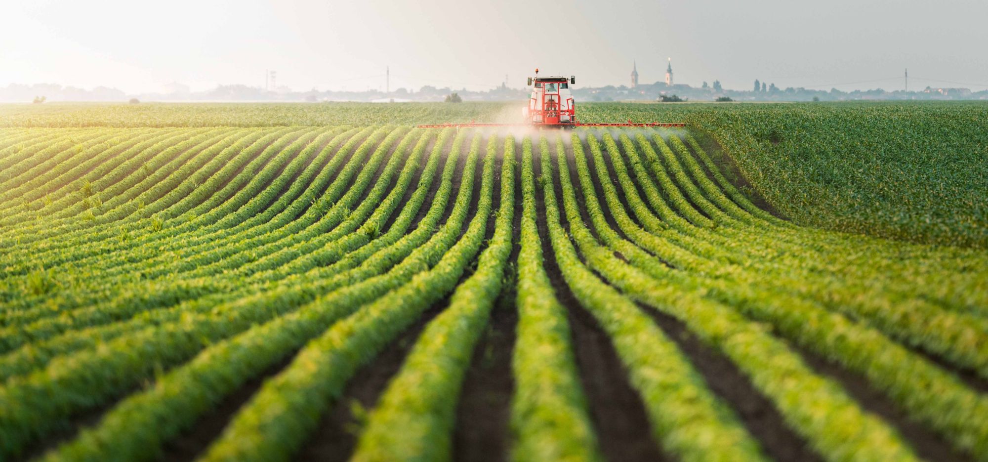 Rows of crops in a field with a tractor in the background. 