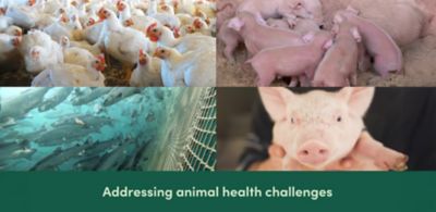 Addressing animal health challenges
