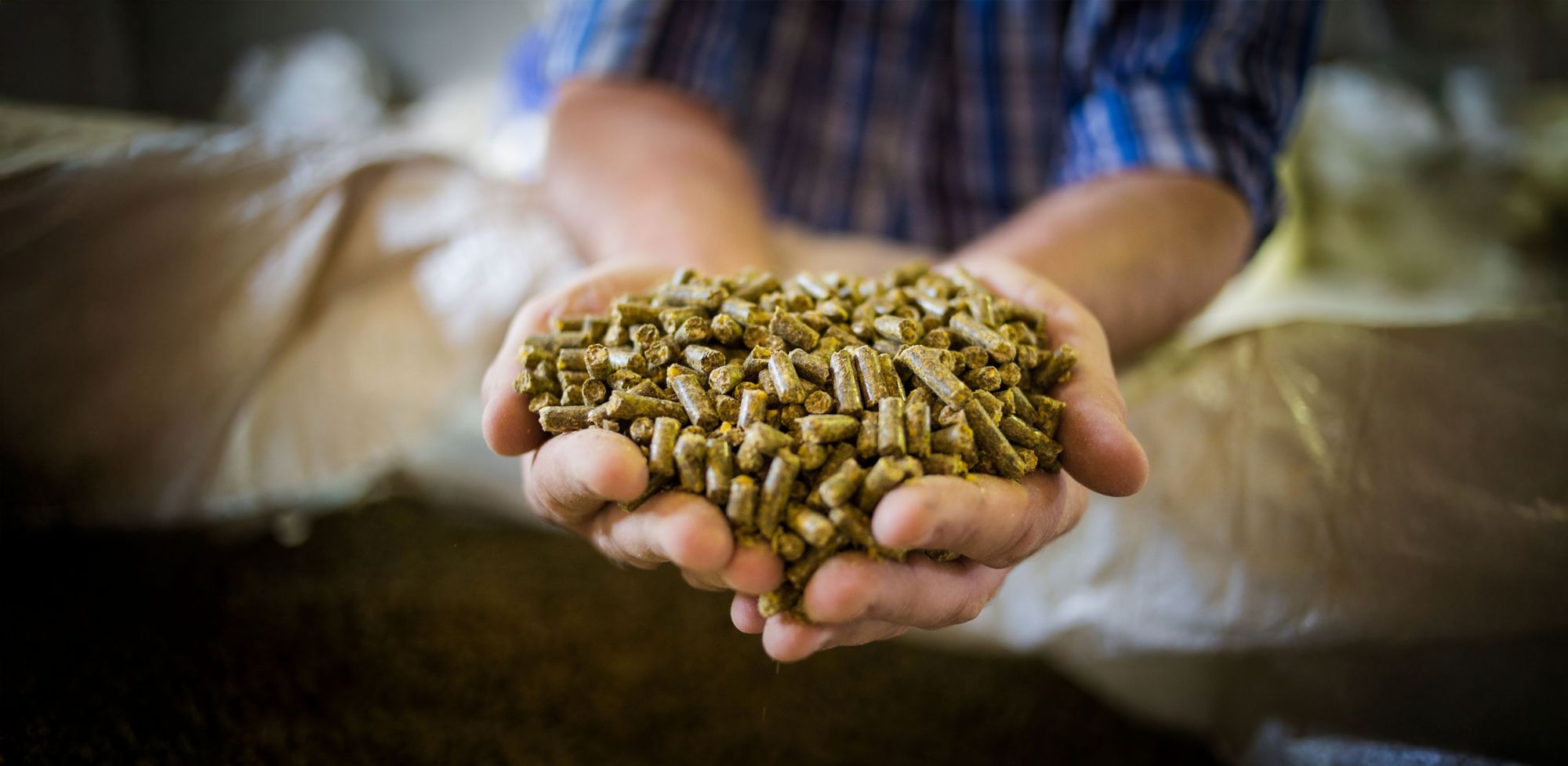 Animal feed pellets held in two hands.   