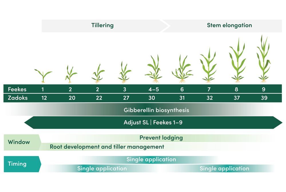 Graph explaining how Adjust SL has an application window of Feekes 1-9, compared to other solutions with shorter windows. 