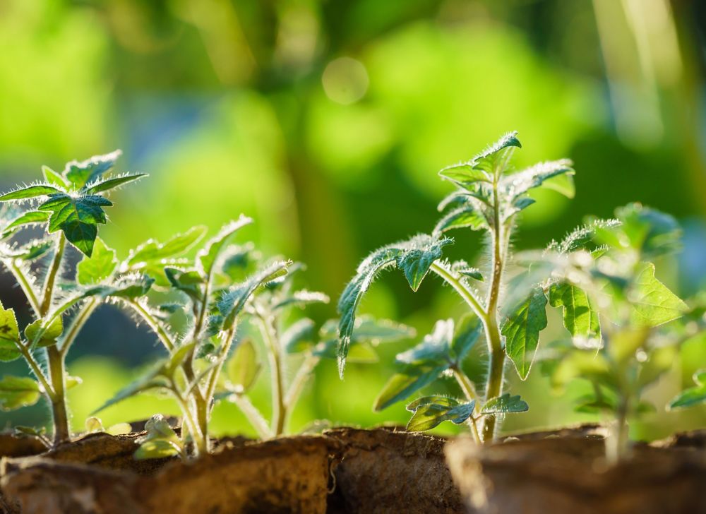 A row of growing baby tomato plants. 