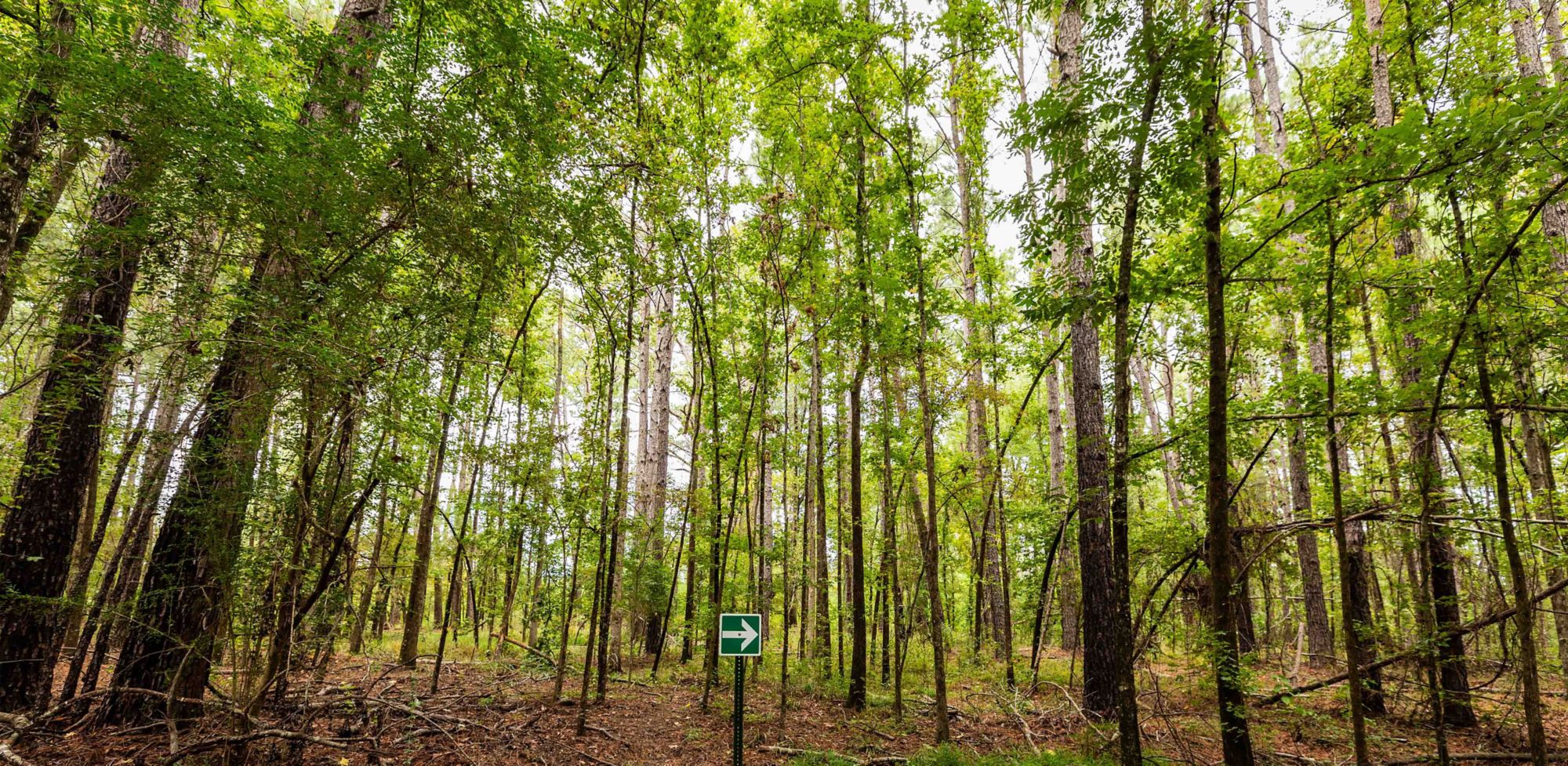 Green leafy trees along a hiking trail. 