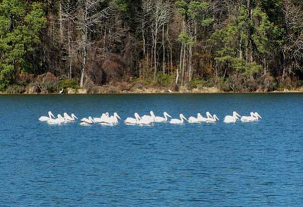 A group of pelicans visiting during annual migration 