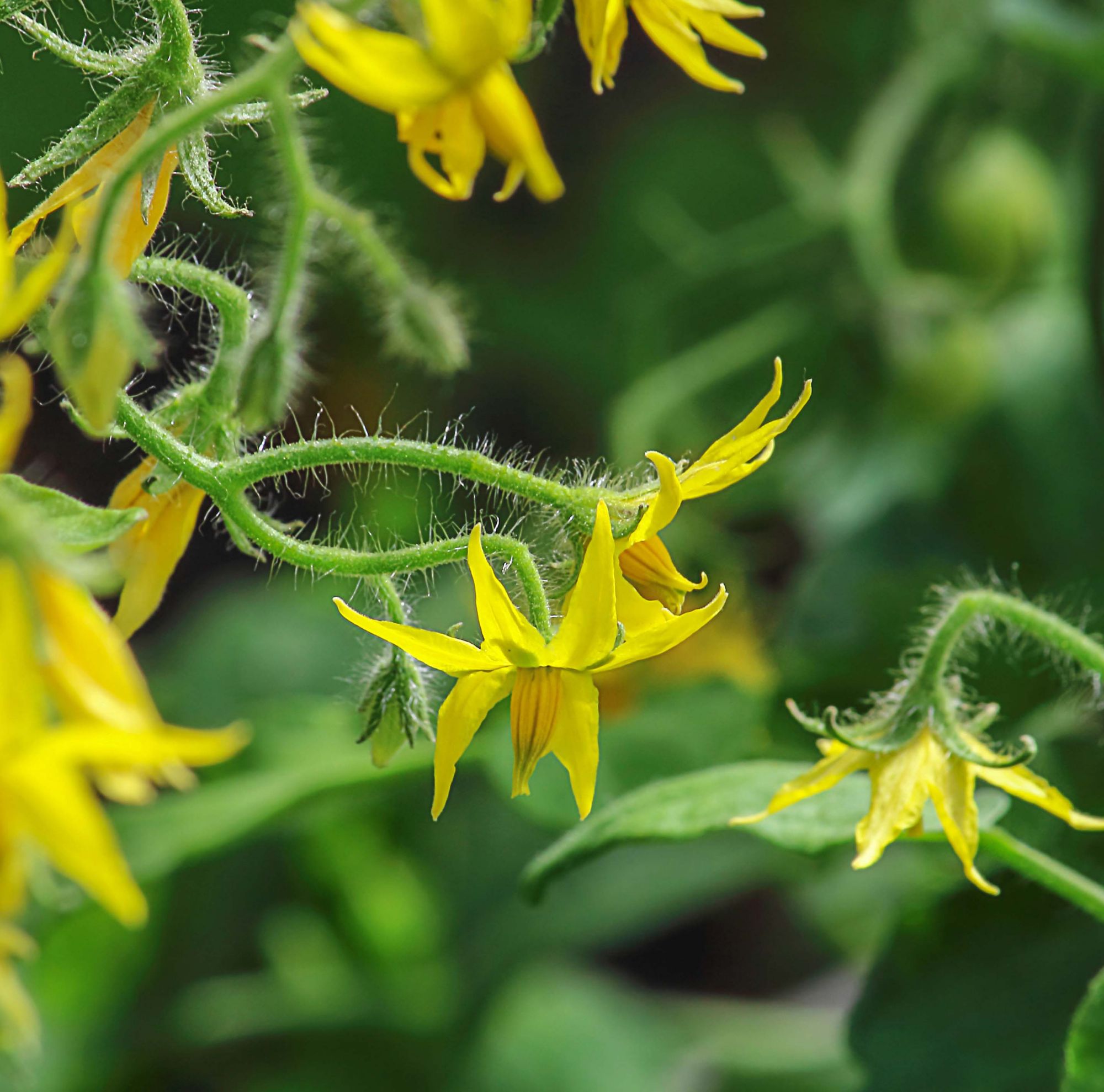Close-up of yellow, flowering tomato plants 