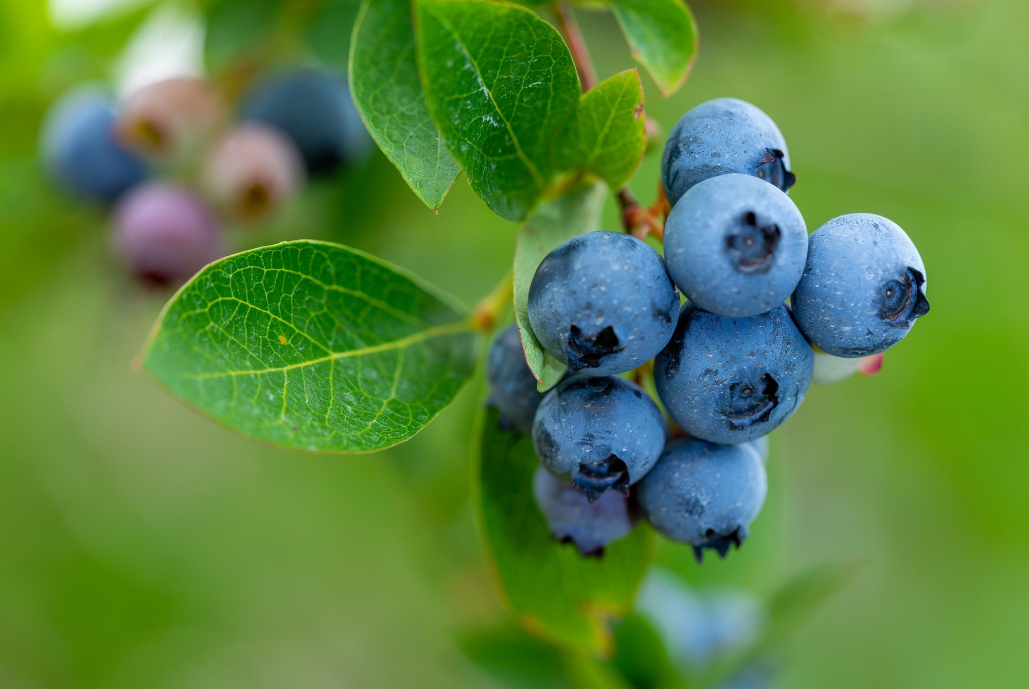 Close-up of growing blueberries 