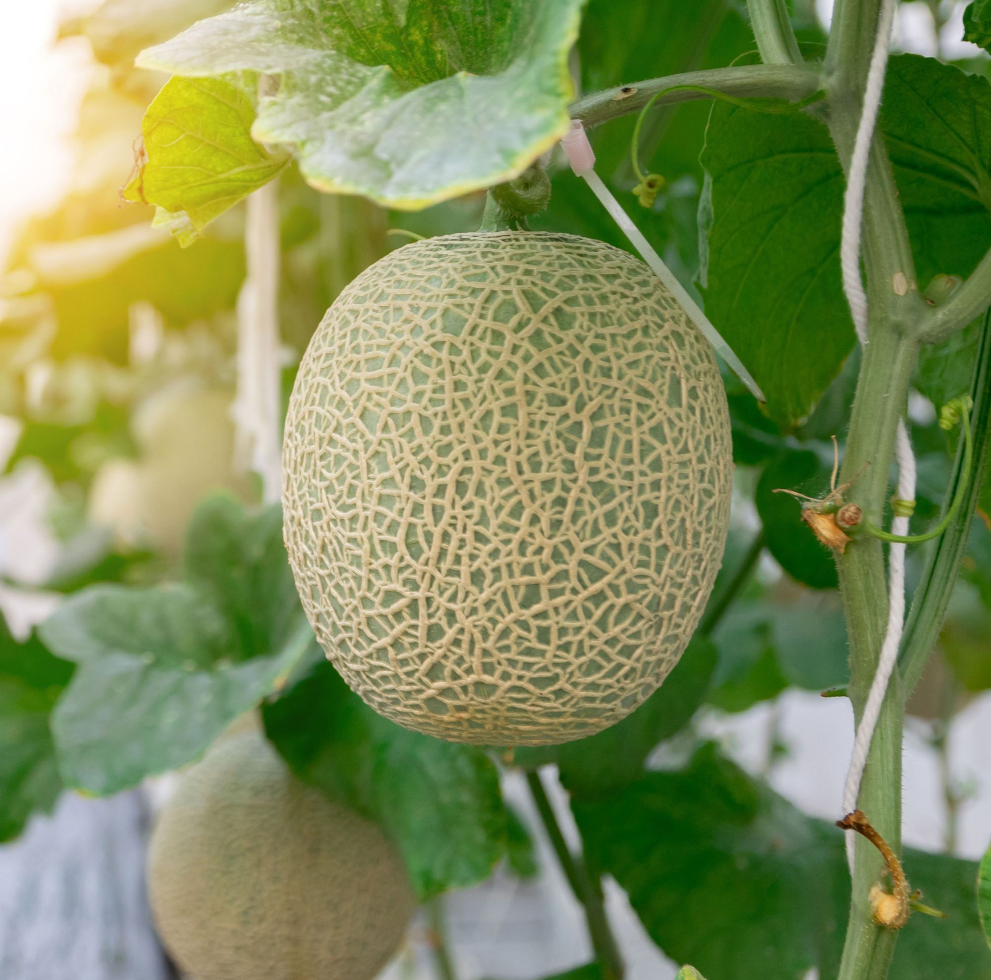 A cantaloupe growing on a vine 