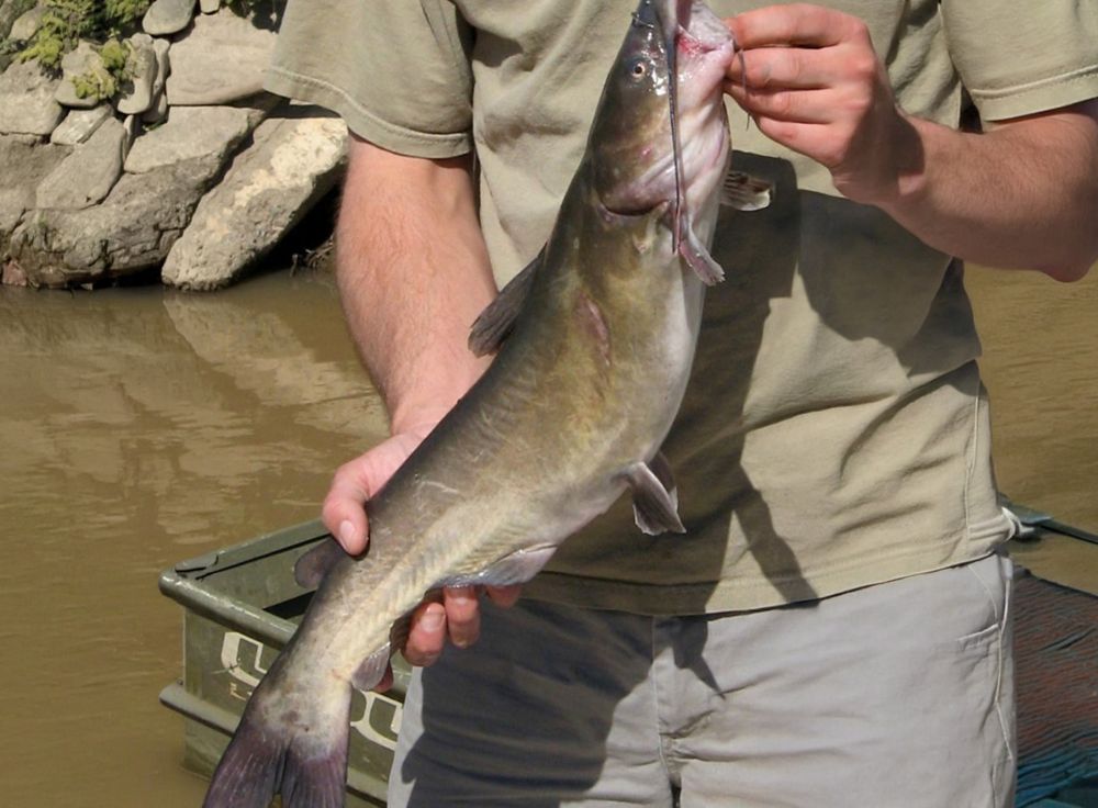 Carfish. 
