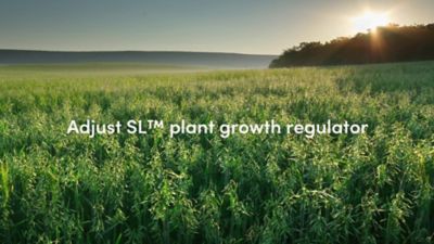 Boost cereal crop yield with Eastman Adjust SL plant growth regulator 