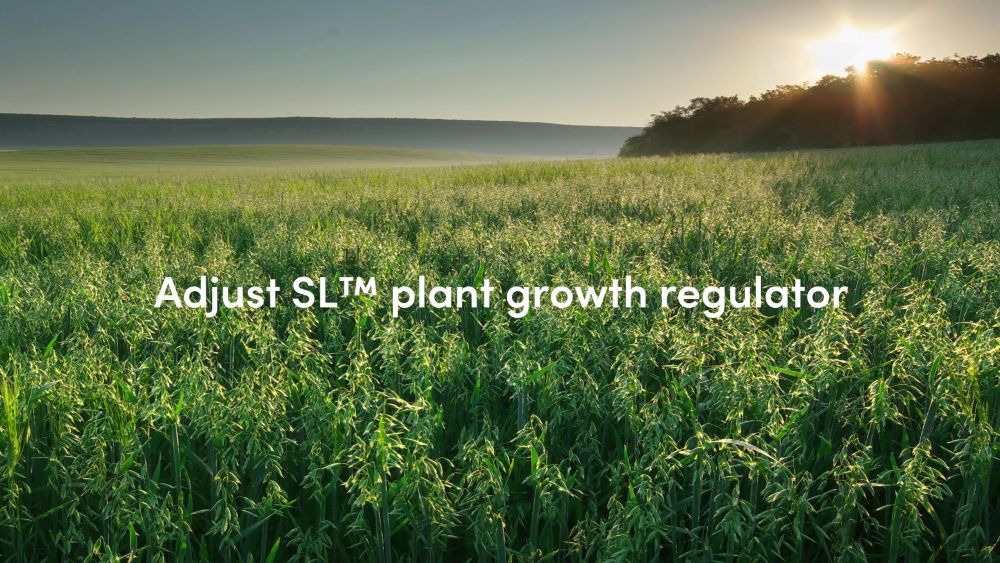 Boost cereal crop yield with Eastman Adjust SL plant growth regulator 