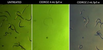 In vitro testing shows the lethal effects of Cedroz on root knot nematodes.