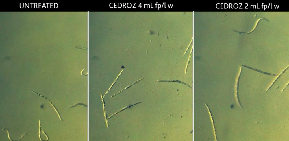 Mode of action of Cedroz post planting nematicide Eastman