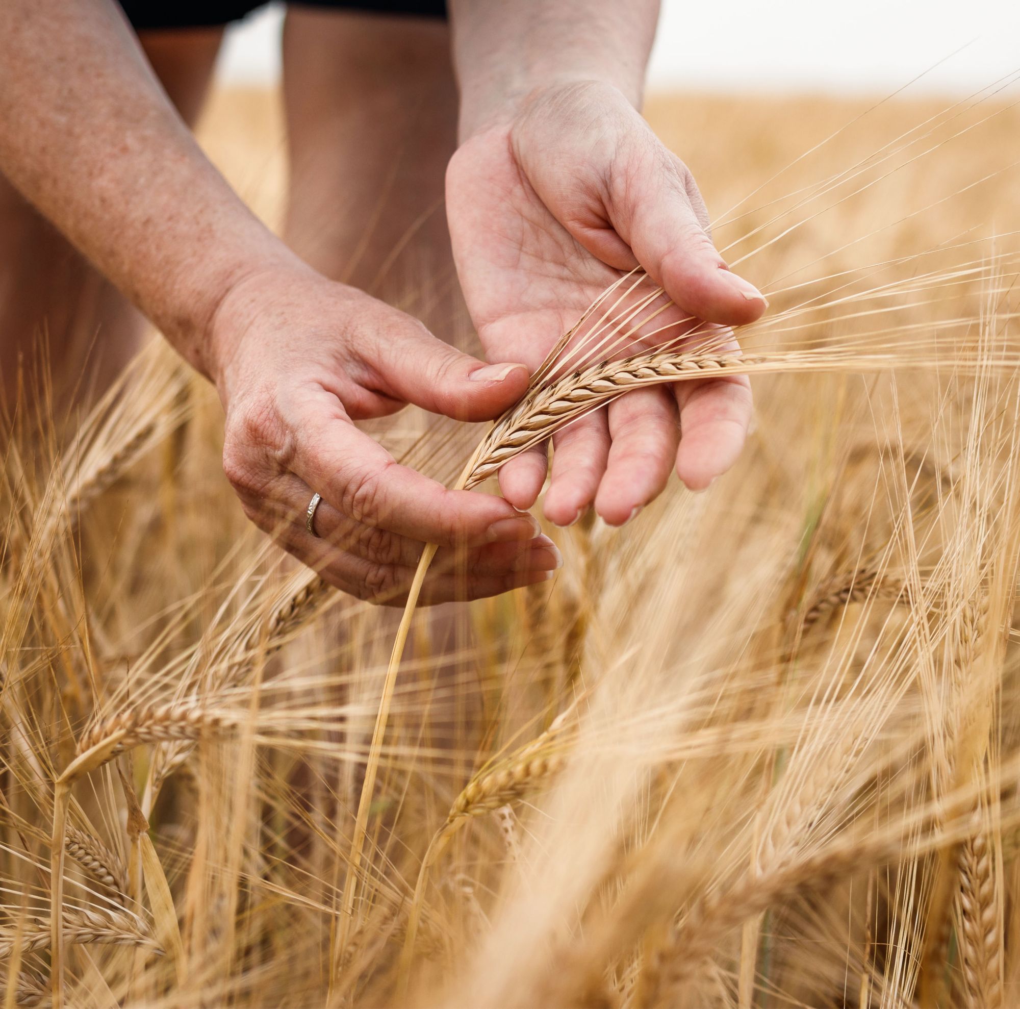 Close-up of a farmer’s hand inspecting wheat in a field. 