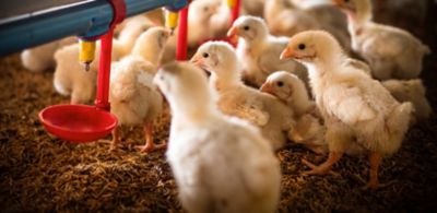 Monoglycerides: a promising tool to combat colibacillosis in broilers