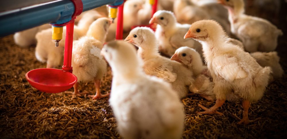 Multiple chicks drink from a water feeder 