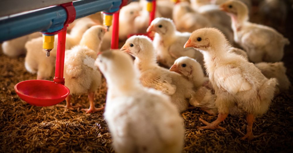 Multiple chicks drink from a water feeder 