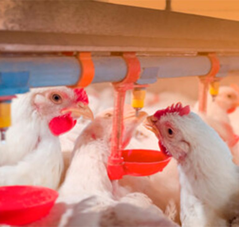 Chickens drink from a farm’s water feed system.   