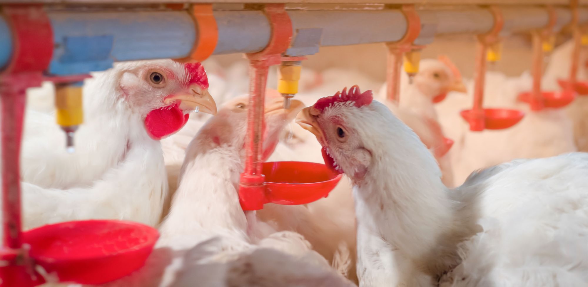 Chickens drink from a farm’s watering system. 