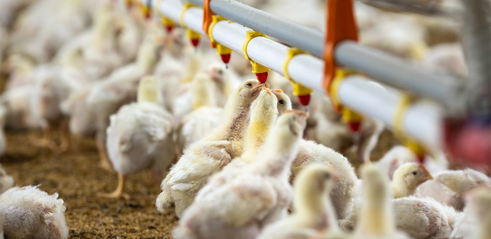 Optimizing poultry health through effective water management