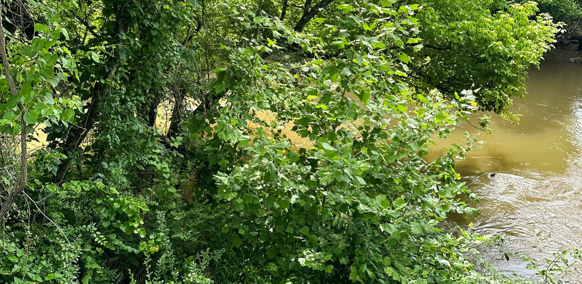 Greenery hangs over the water of Choccolocco Creek.  