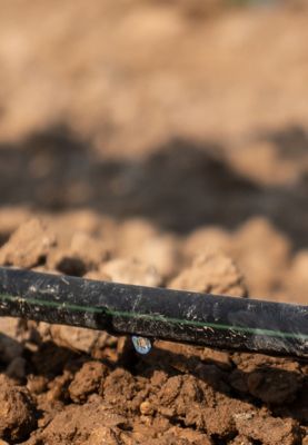 Close-up view of a drip irrigation hose with water droplets falling onto the soil.