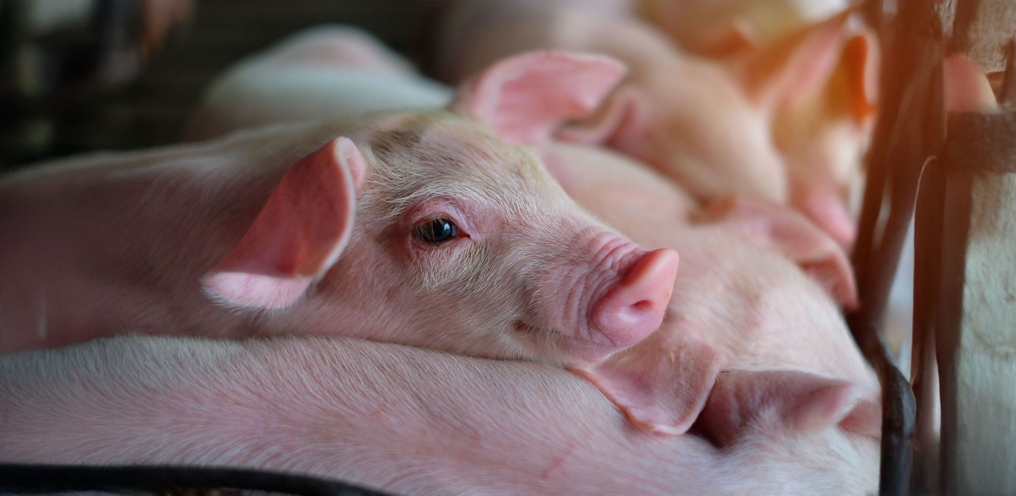 Close-up of a piglet’s head. 