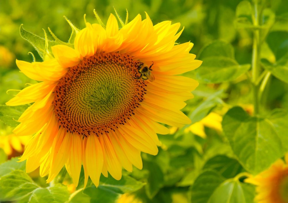 Close-up of a sunflower with a bee on it.   