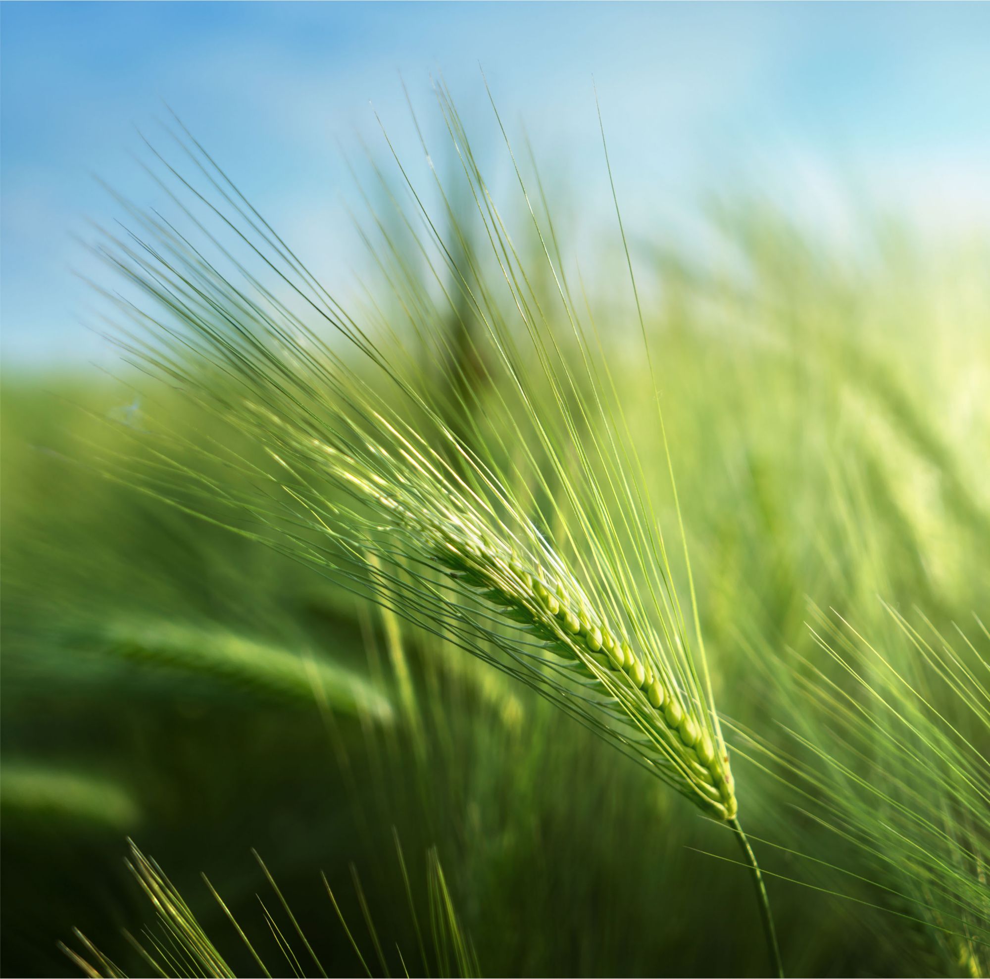 Close-up of barley in a field.   