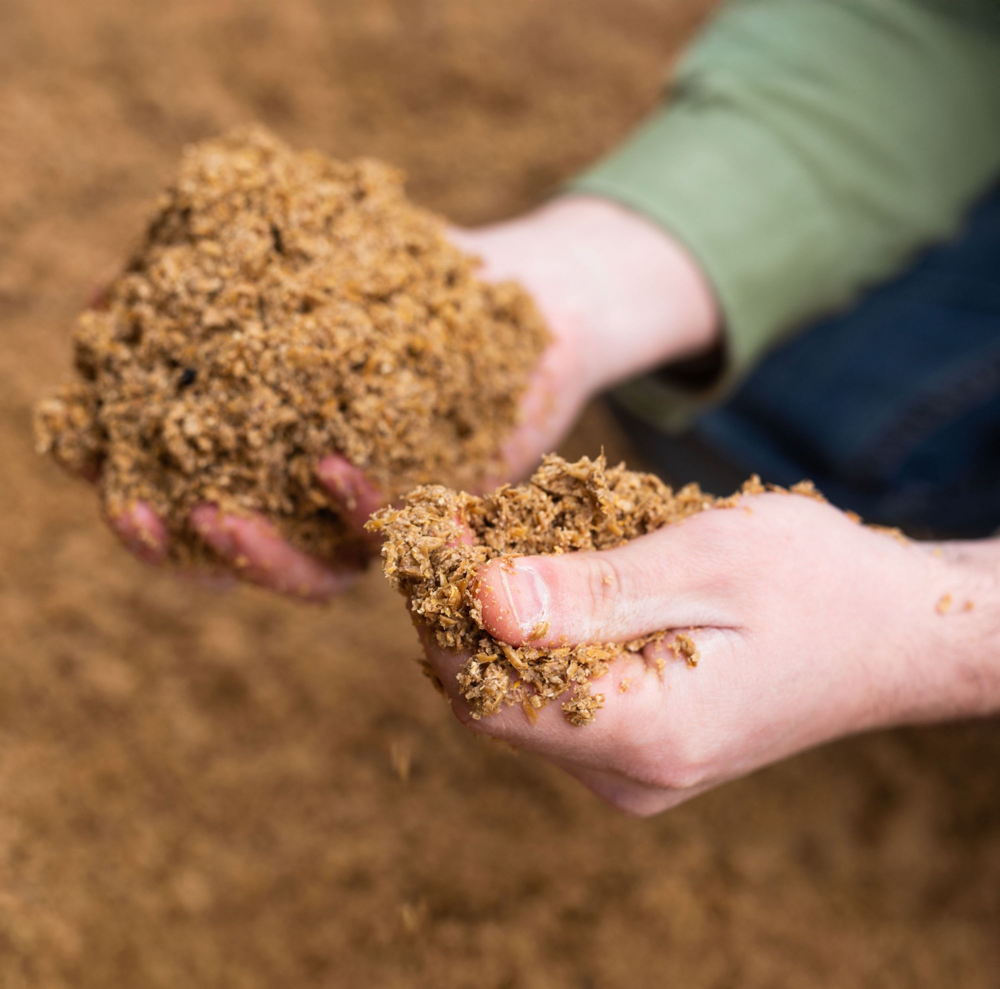 Close-up of hands holding animal feed.  
