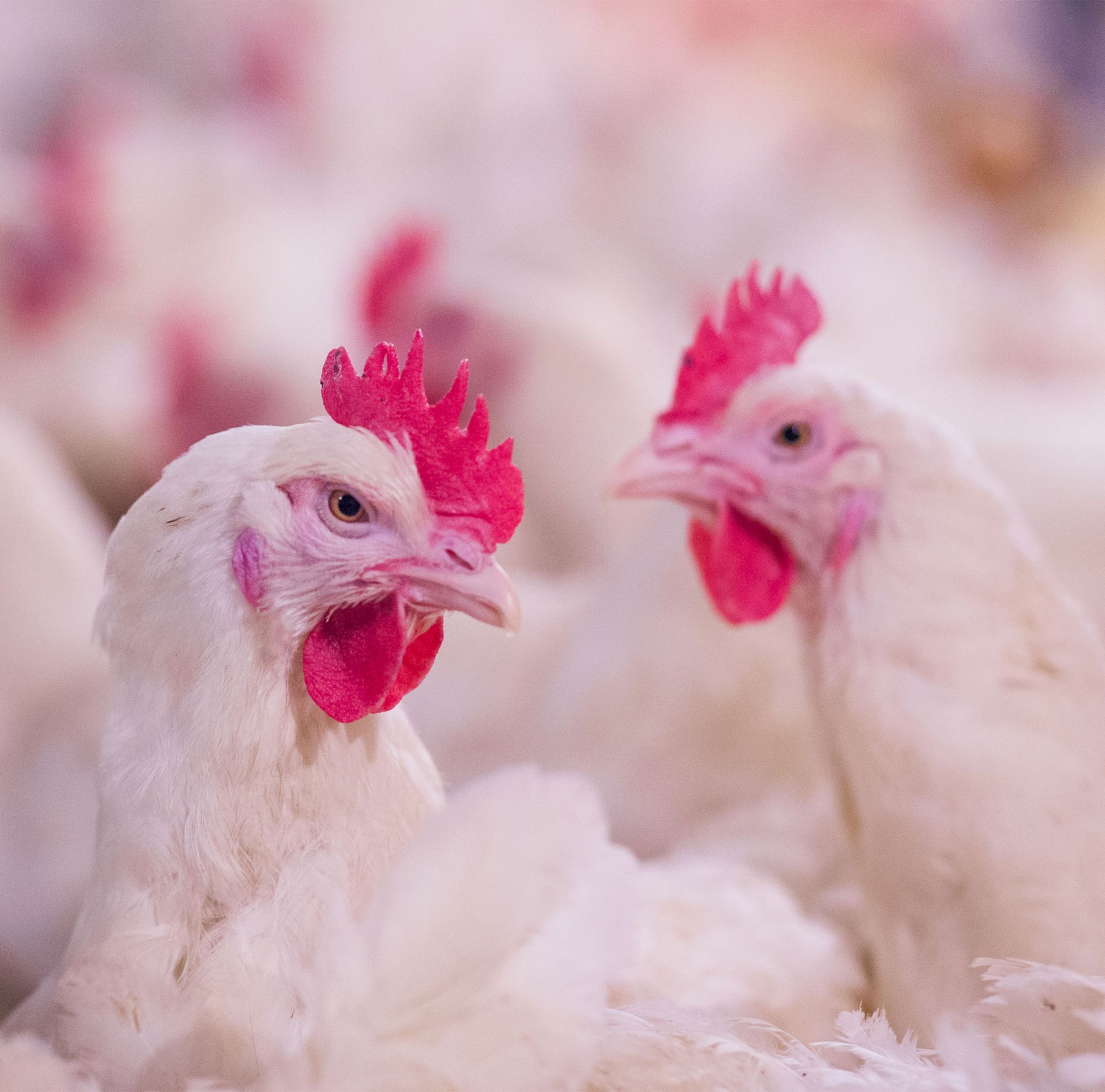 Close-up of two white chickens.   