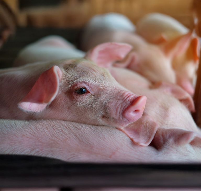 Close-up of a piglet’s head.   