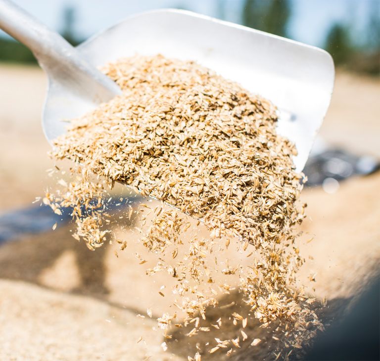 Lightly crimped grain is shoveled in a pile.  
